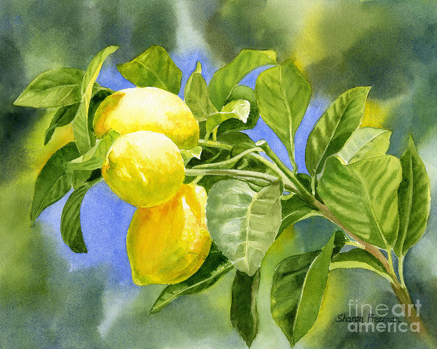Three Lemons Painting by Sharon Freeman - Fine Art America
