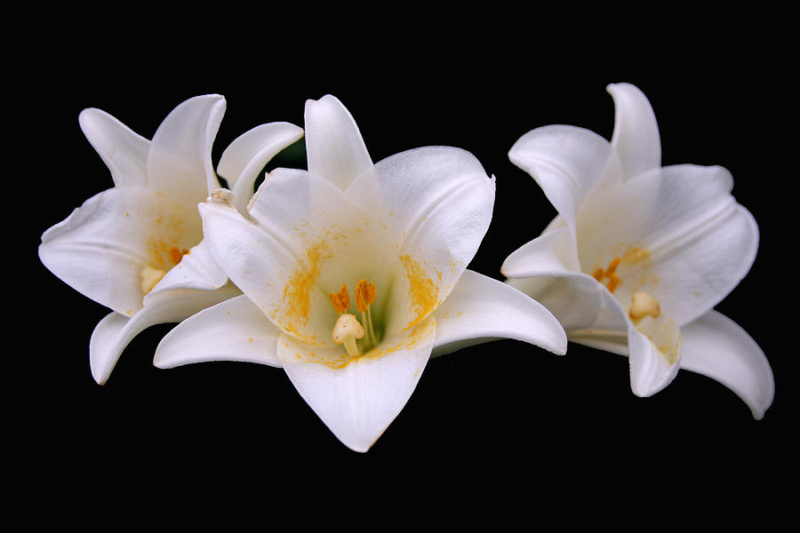 Three lilies Photograph by Andy Lawless