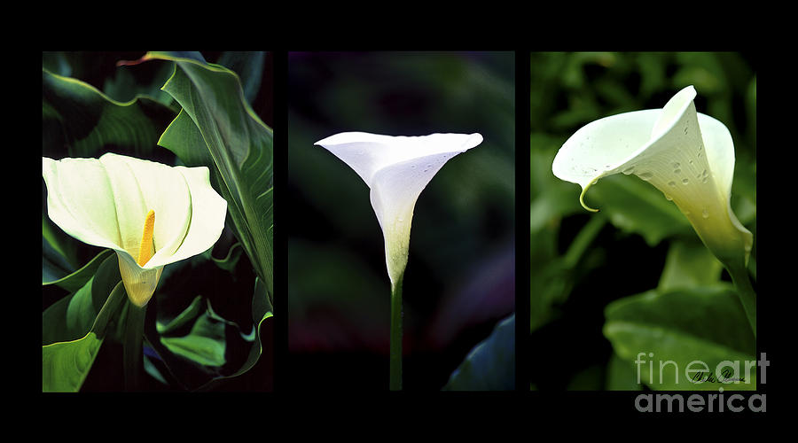 Three Lilies Photograph by Charles Abrams