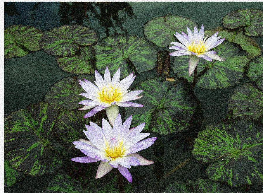 Three lilies  Digital Art by Don Wright