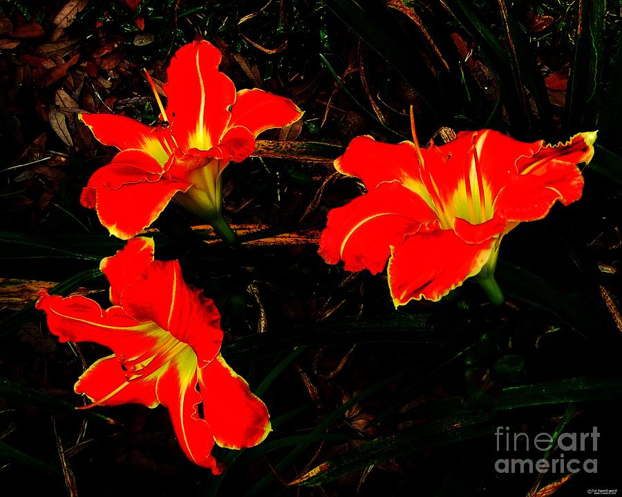 Three Lilies Photograph by Lizi Beard-Ward
