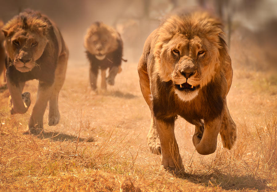 Three lions running, Zimbabwe Photograph by Bruce Williams