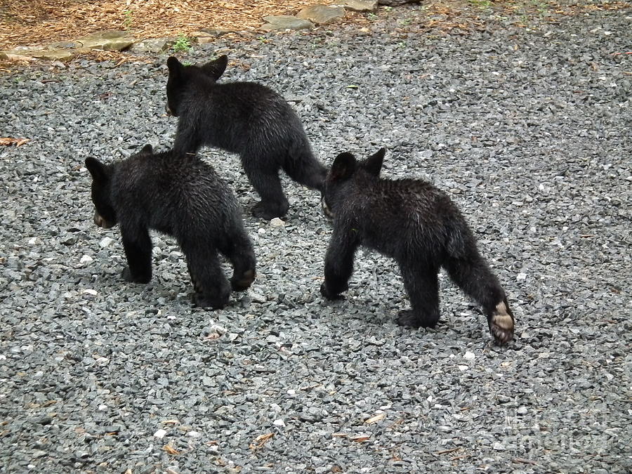 Black Bear Photograph - Three Little Bears in Step by Jan Dappen