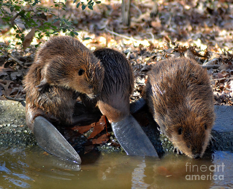 Wildlife Photograph - Three Little Beavers by Eva Thomas
