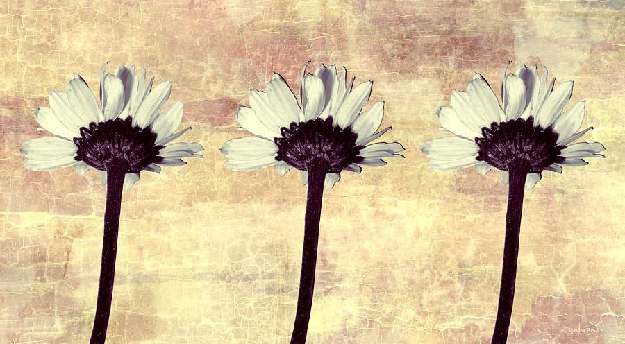 Three Little Daisies Photograph by Shawna Rowe