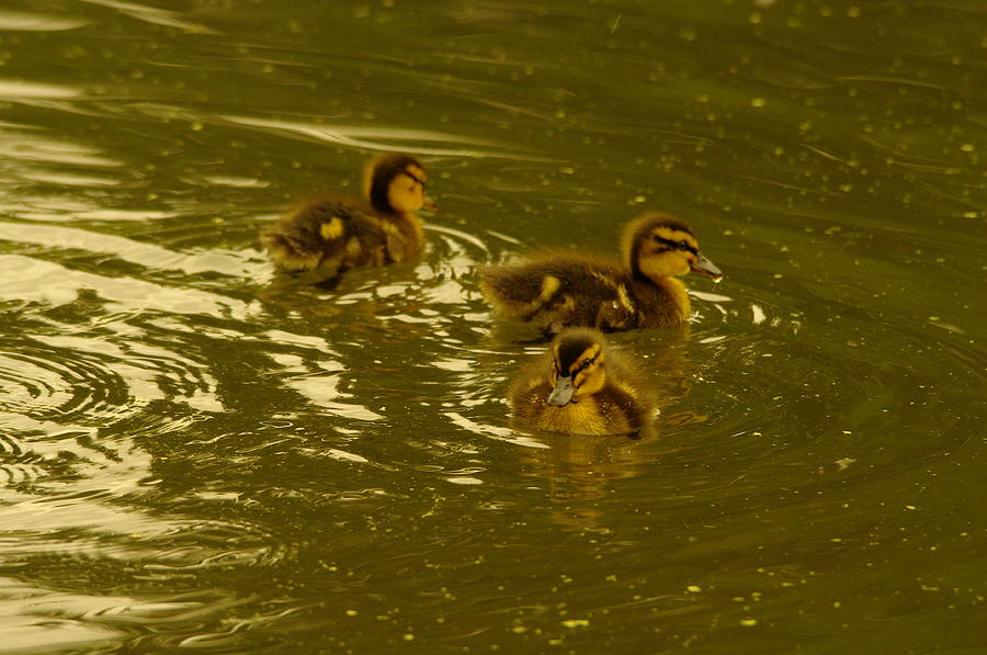 Three Little Duckies Photograph by Jeff Swan - Fine Art America