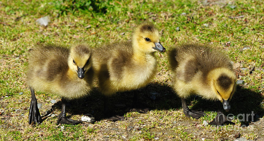 Three Little Goslings Photograph by Vivian Christopher