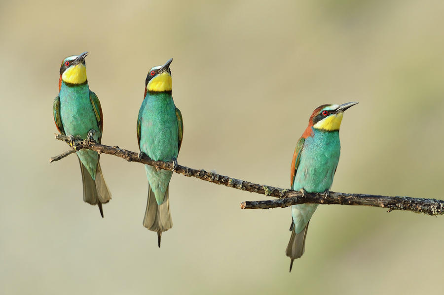 Bee Eater Photograph - Three Little Guys On The Tree by Marco Pozzi Bee Eater Photograph - Three Little Guys On The Tree by Marco Pozzi