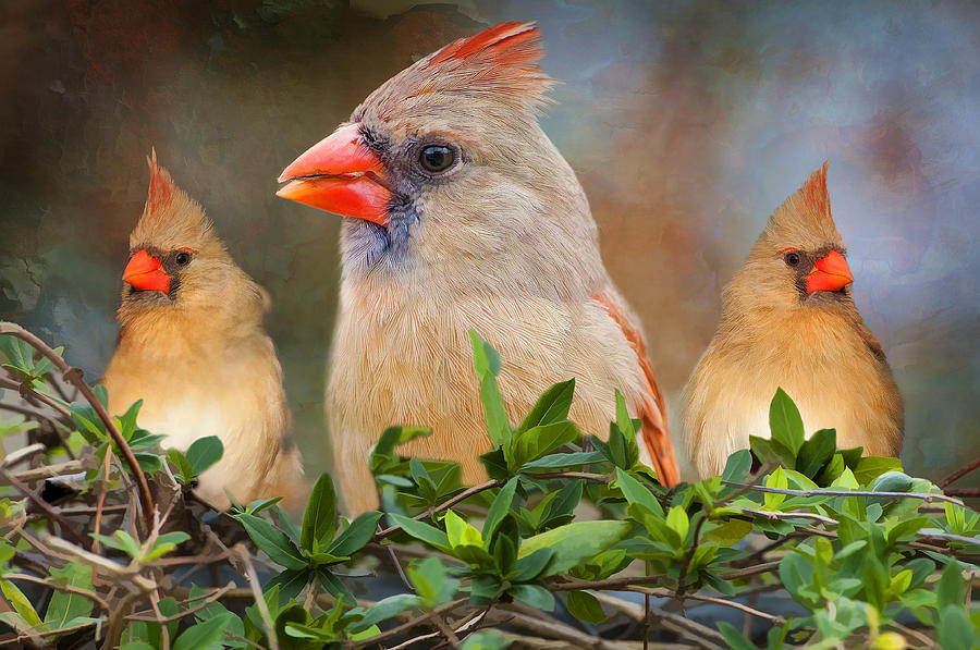 Bird Photograph - Three little ladies by Bonnie Barry