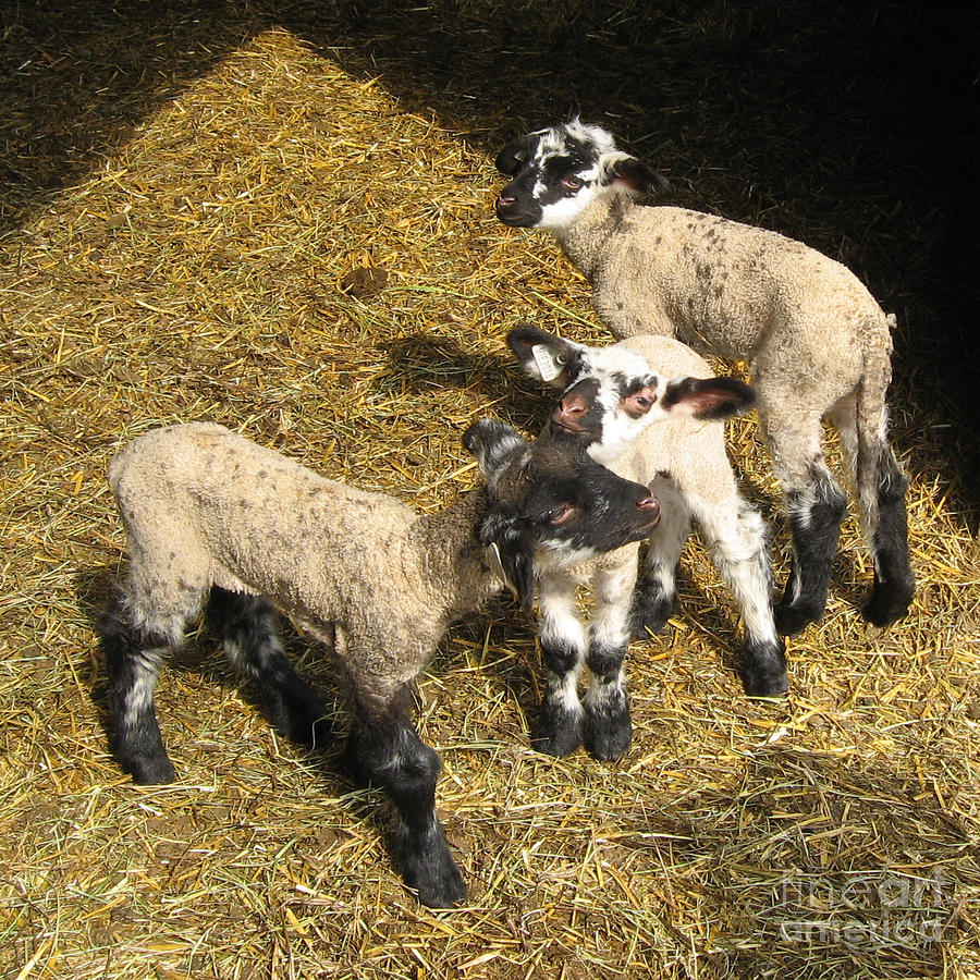 Three Little Lambs in Spring Sunshine Photograph by Conni Schaftenaar