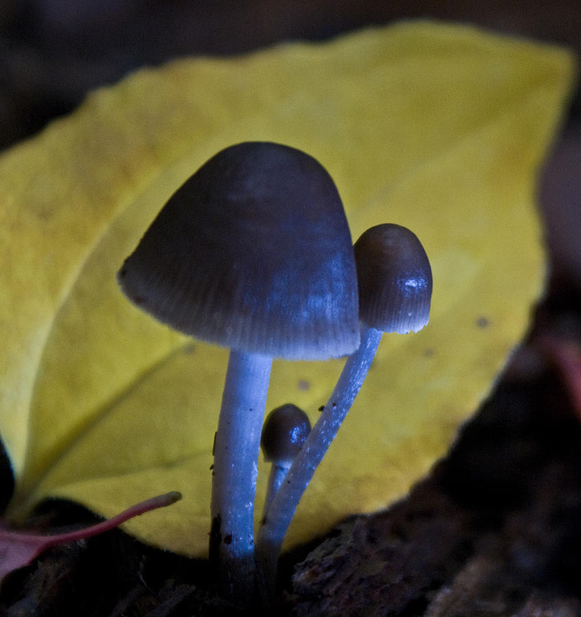 Three Little Mushrooms Photograph by Douglas Barnett