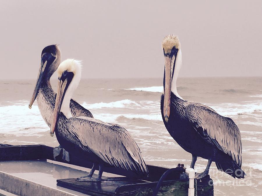 Three Little Pelicans  Photograph by Nick Gustafson