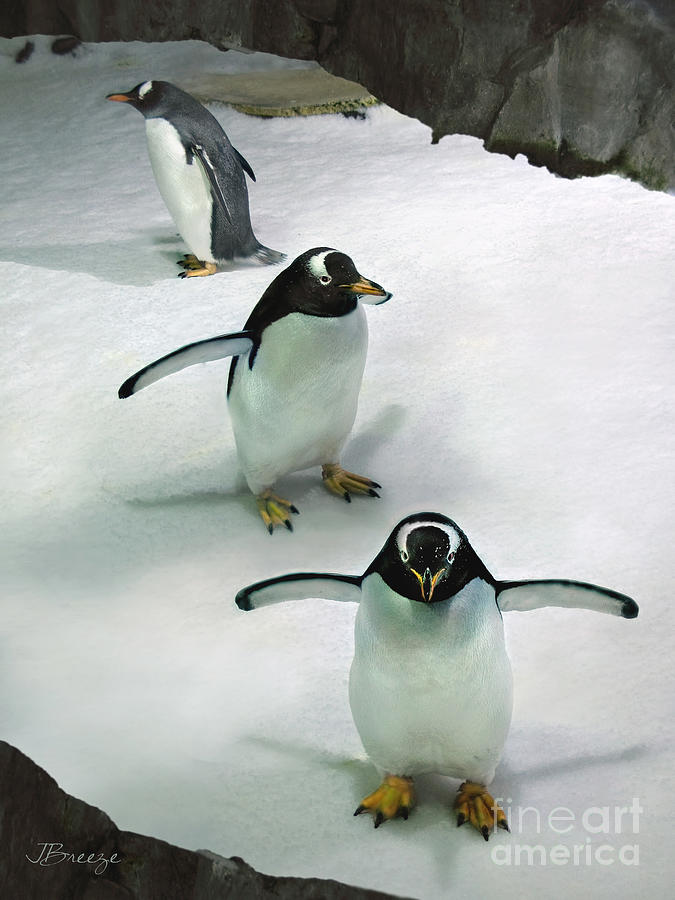 Three Little Penguins Photograph by Jennie Breeze
