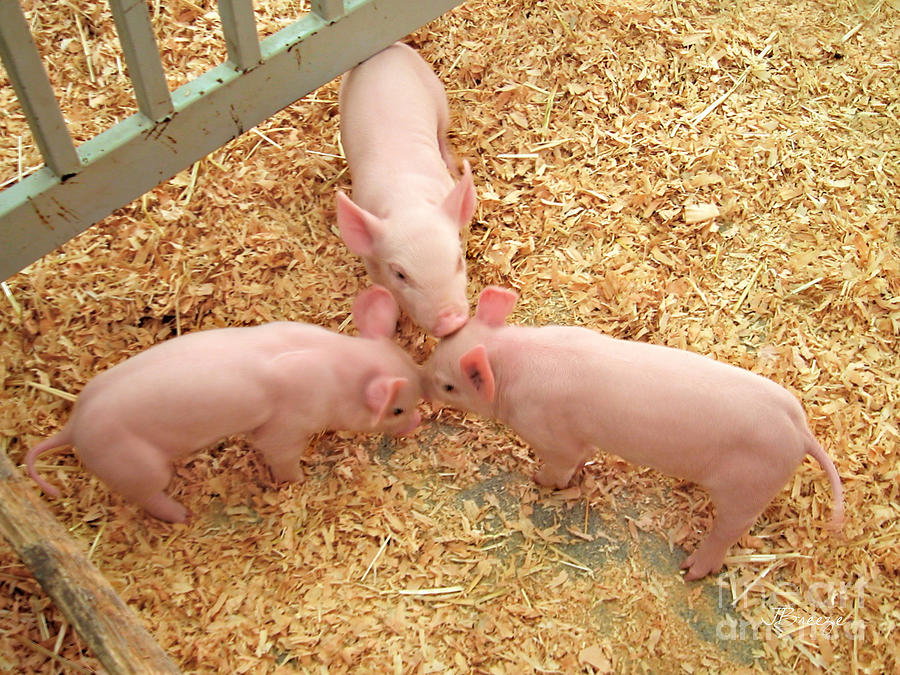 Pig Photograph - Three Little Pigs by Jennie Breeze