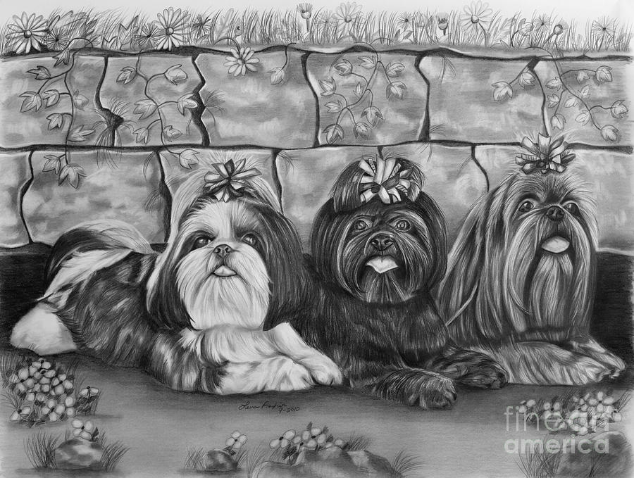Three Little Shih Tzus Drawing by Lena Auxier