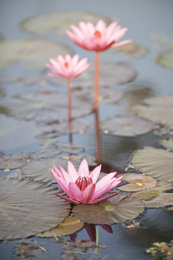 Lily Photograph - Three Lotus Flowers by Maria Heyens
