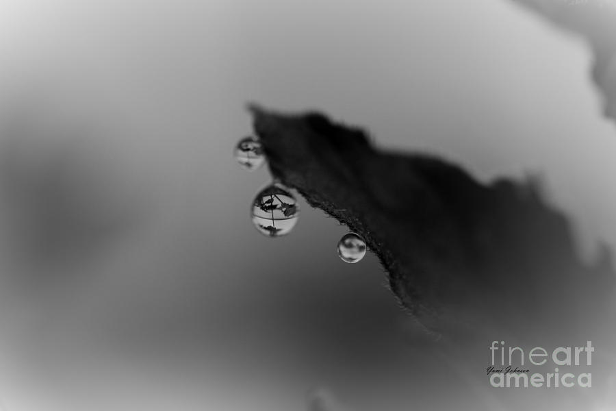 Three magical drops Photograph by Yumi Johnson