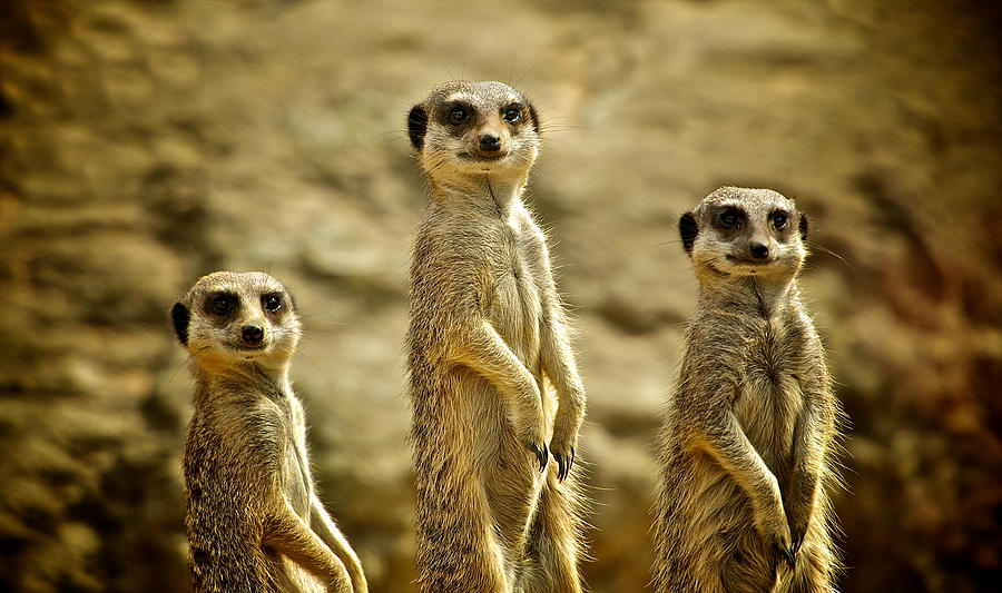 Three Meerkats standing Photograph by Martin Pickard