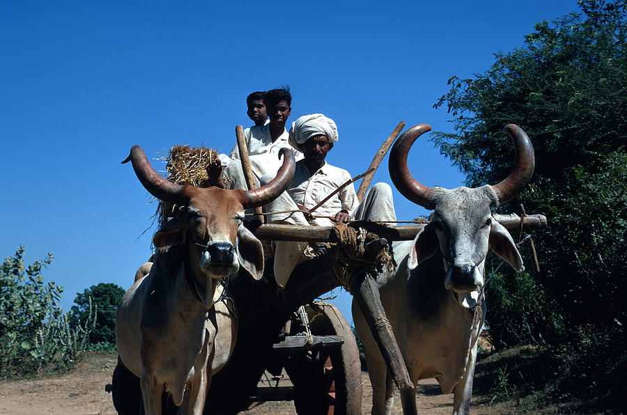 Animal Photograph - Three Men In Oxen Cart by Carl Purcell