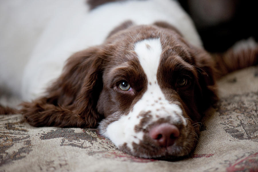 Animal Photograph - Three Month Old English Springer Spaniel by Kathy Collins