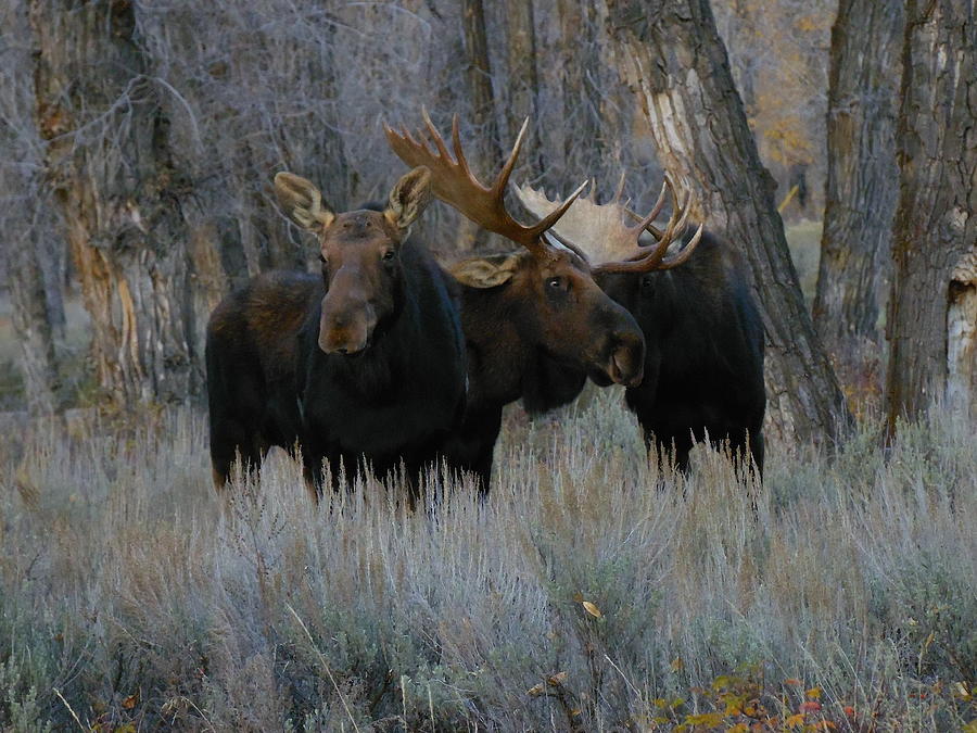 Three Moose In The Woods Photograph