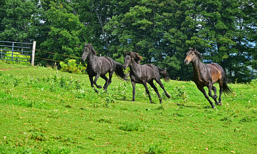 Three Morgan horses on the run Photograph by Jim Boardman
