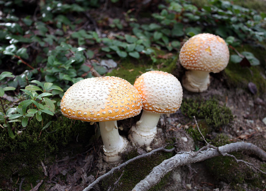 Three Mushrooms Photograph by Gerry Bates
