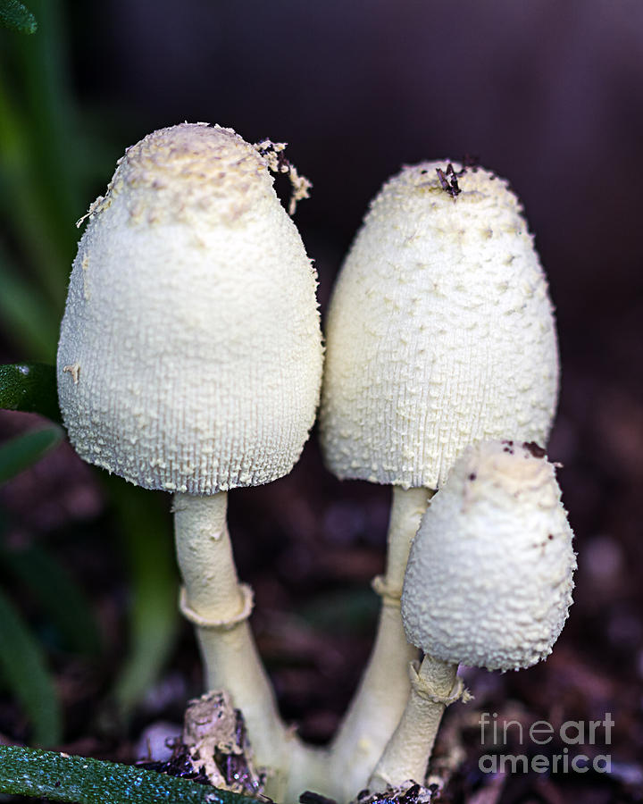Three Mushrooms Photograph by Ken Frischkorn