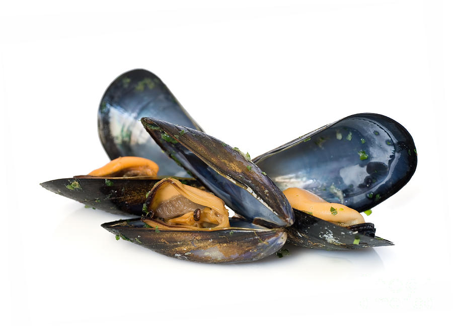 Three Mussels Photograph by Antonio Scarpi