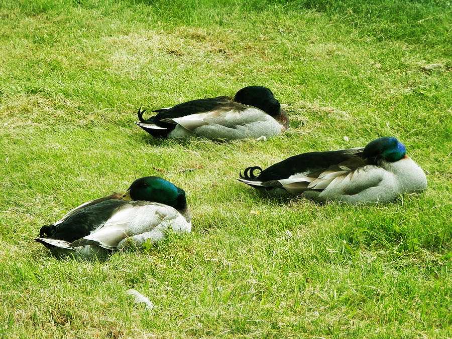 Three Napping Ducks  Photograph by Zinvolle Art