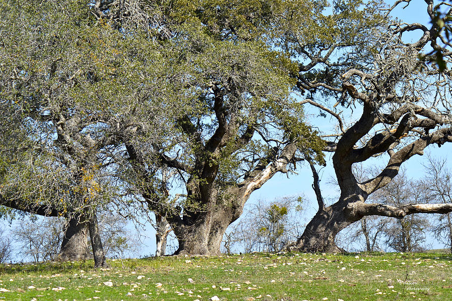 Three Oaks Photograph By Teresa Dixon Fine Art America