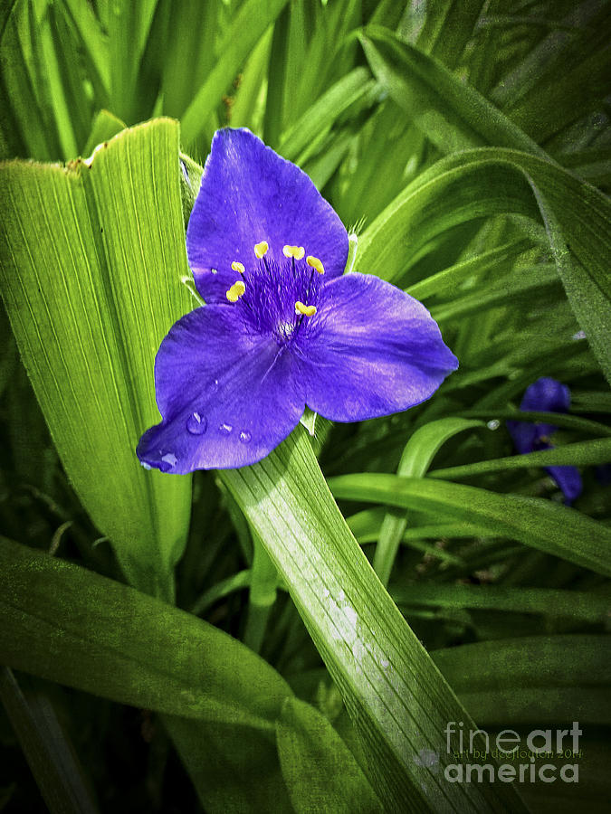 Three Oclock Grunge Flower Photograph by Dee Flouton