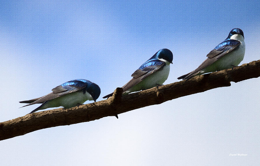 Three Tree Swallows Photograph by Crystal Wightman