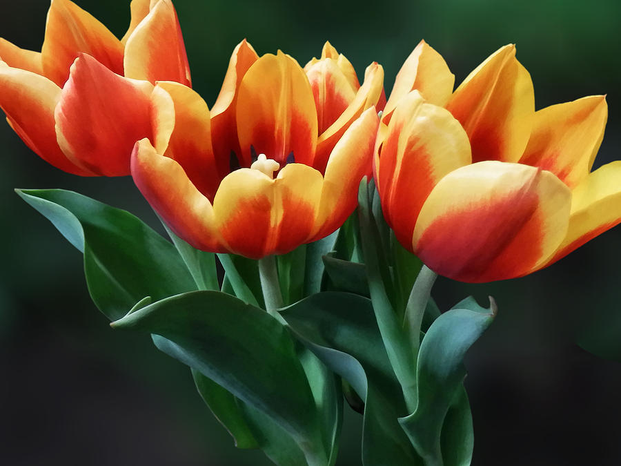 Three Orange and Red Tulips Photograph by Susan Savad