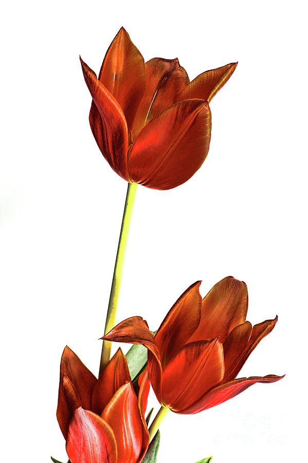 Three orange red tulips Photograph by Linda Matlow