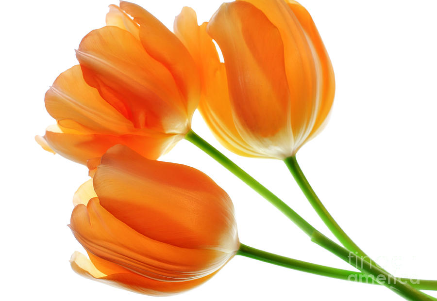 Three Orange Tulip Flowers 1 Photograph by Charline Xia