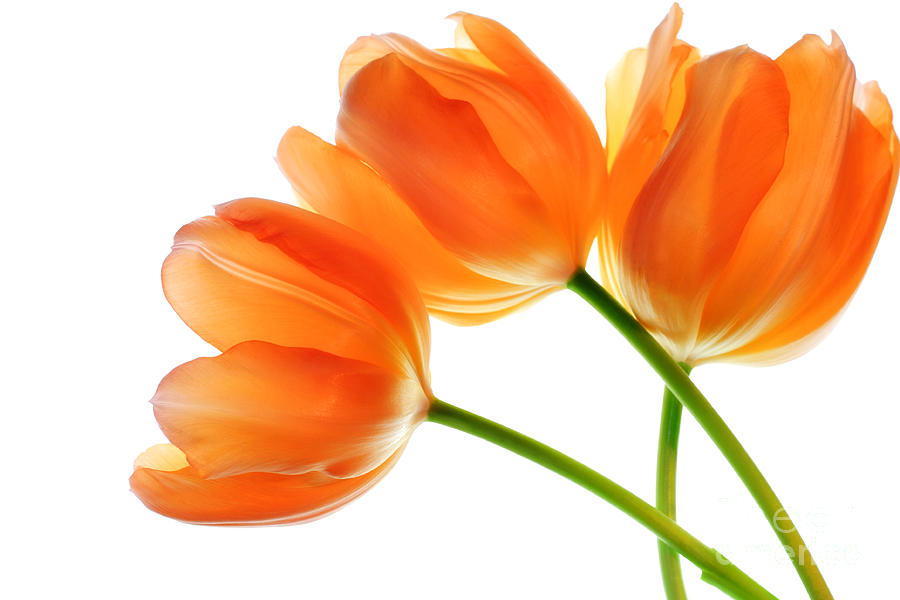 Three Orange Tulip Flowers 2 Photograph by Charline Xia