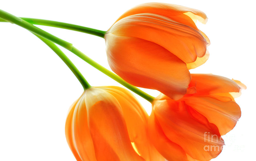 Three Orange Tulip Flowers 3 Photograph by Charline Xia