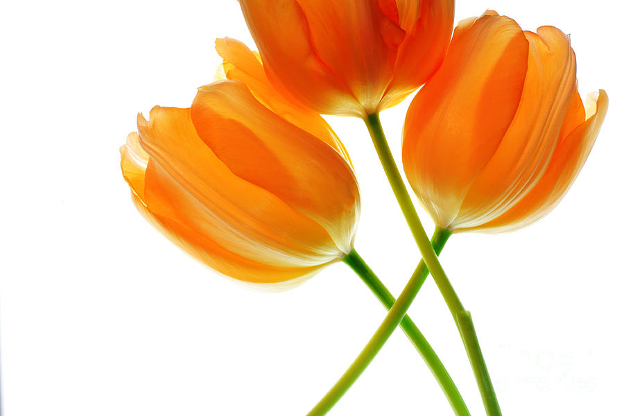 Three Orange Tulip Flowers 4 Photograph by Charline Xia