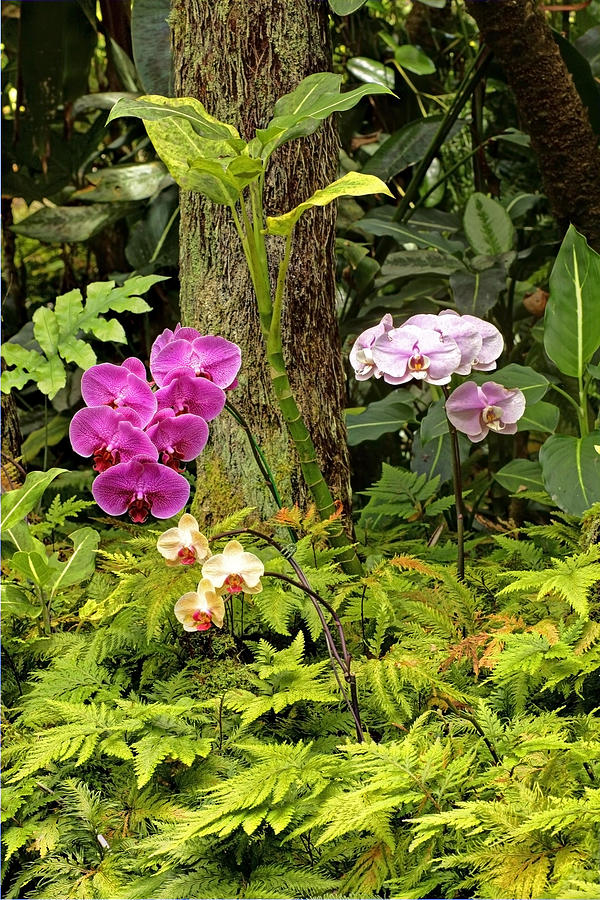 Three Orchid And A Tree Photograph by James Steele