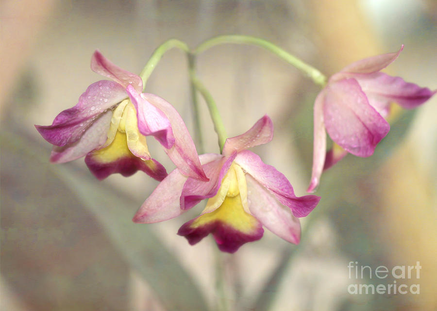 Three Orchid Beauties Photograph by Sabrina L Ryan
