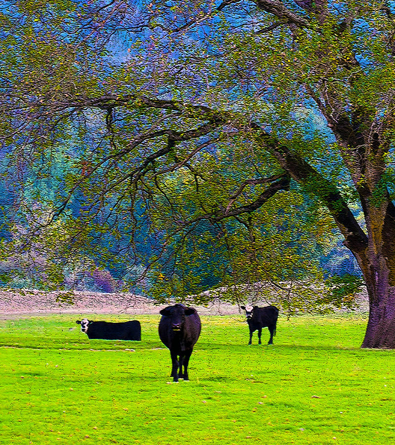 Three Oregon Cows Photograph by Michele Avanti