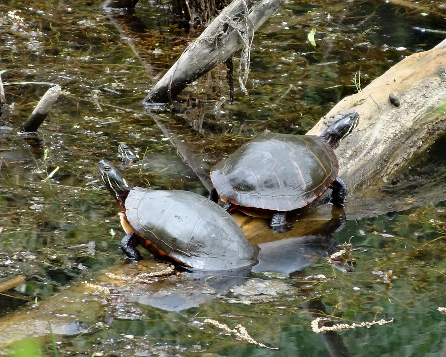 Three Paint Turtles Photograph by Lucinda VanVleck