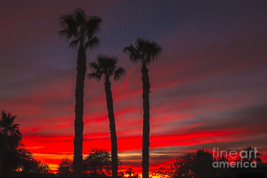 Three Palm Sunset Photograph by Robert Bales