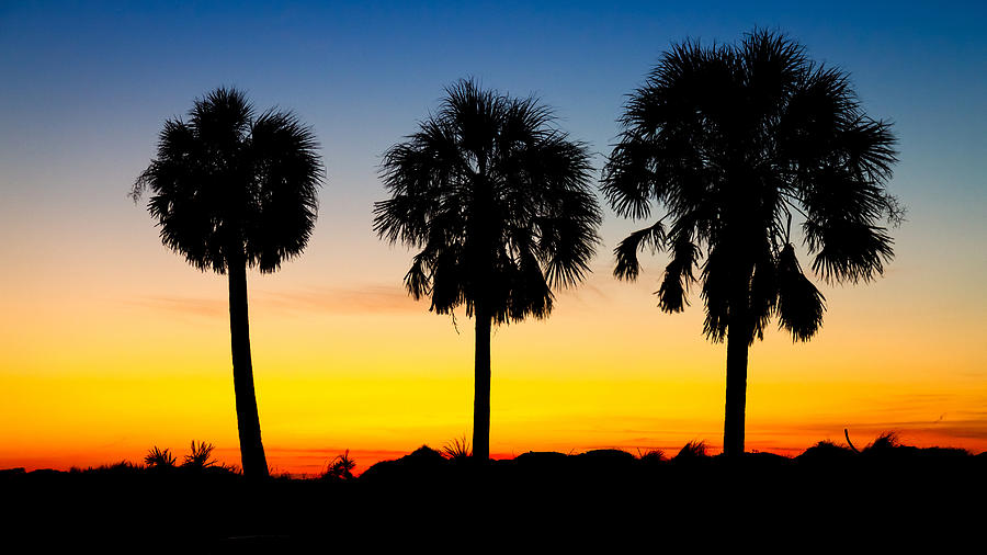 Sunset Photograph - Three Palm Trees at sunset by Pierre Leclerc Photography