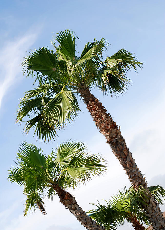 Three Palms at Jamaica Beach Photograph by Connie Fox
