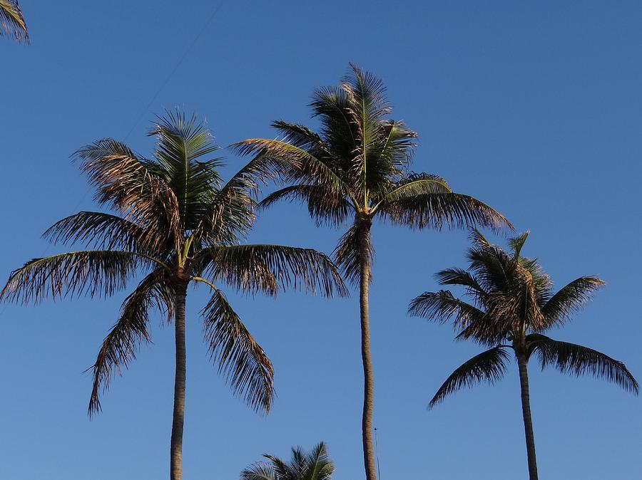 Three Palms Photograph by Keith Stokes
