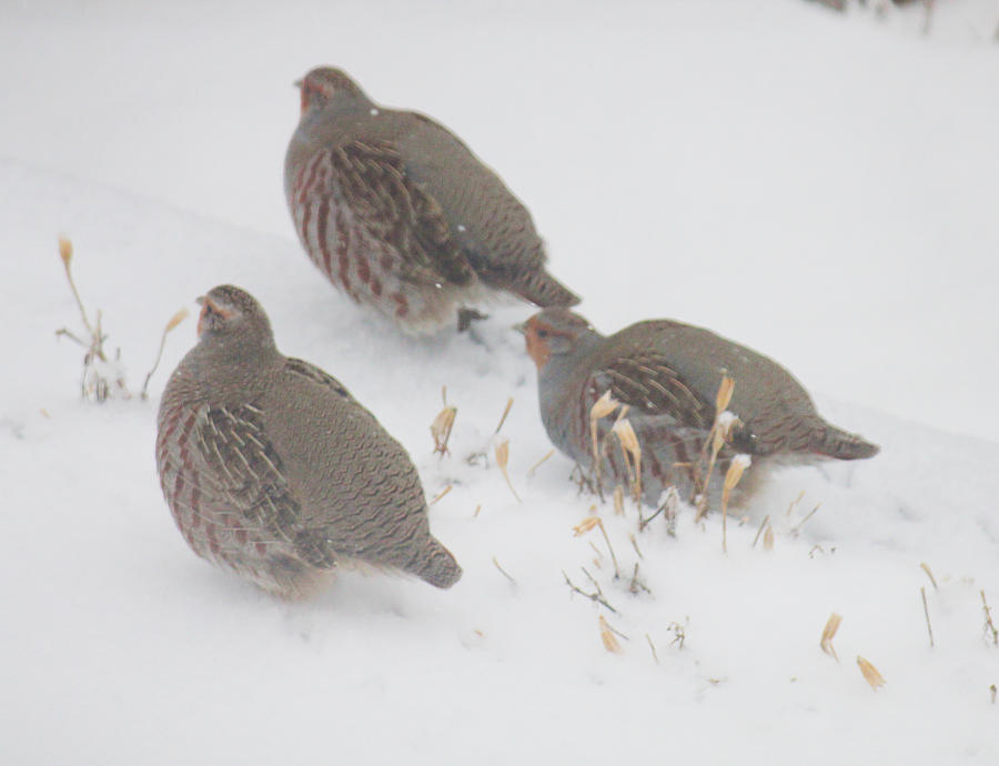Three Partridges Breaking Trails Photograph by Donna L Munro