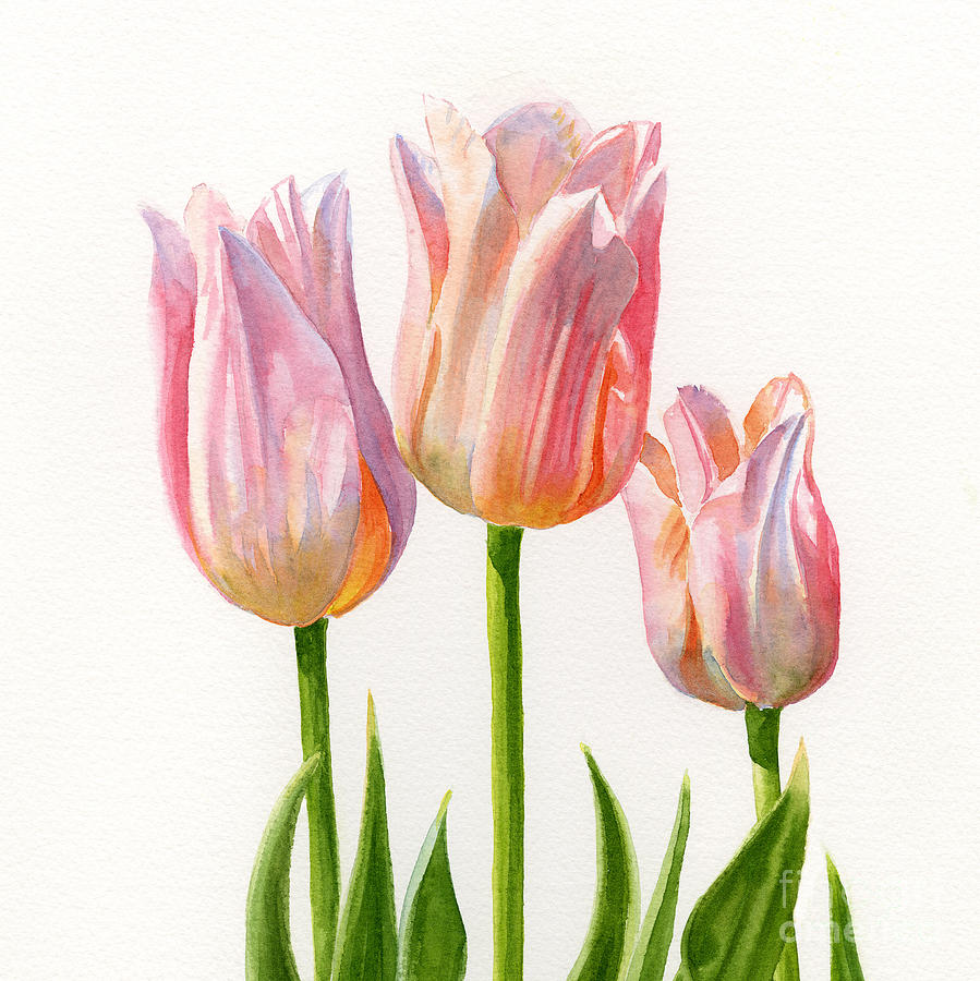 Tulip Painting - Three Peach Colored Tulips Square Design by Sharon Freeman