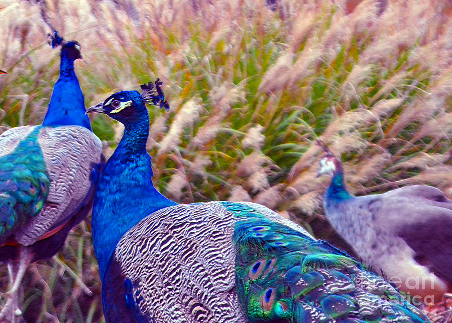 Three Peacocks Photograph by Lydia Holly - Pixels